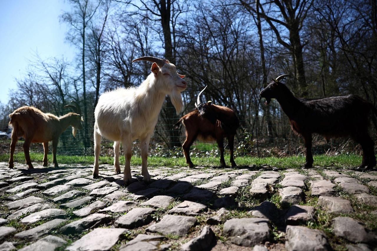 The goats get to work on the cobbles of Paris-Roubaix